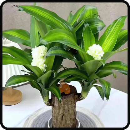 Brazilian Lucky Bamboo Live Plant 🌱