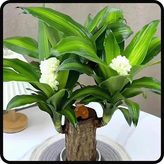 Brazilian Lucky Bamboo Live Plant 🌱