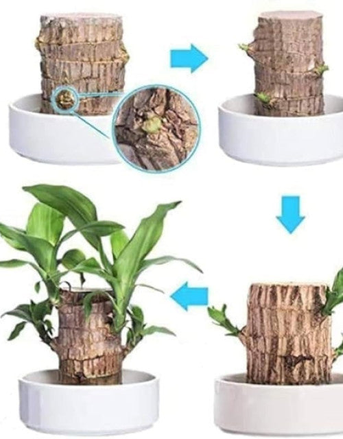 Brazilian Lucky Bamboo Live Plant 🌱