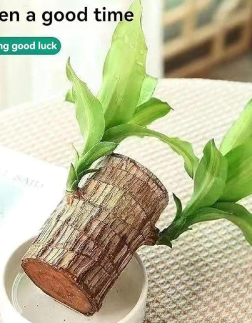 Brazilian Lucky Bamboo Live Plant 🌱