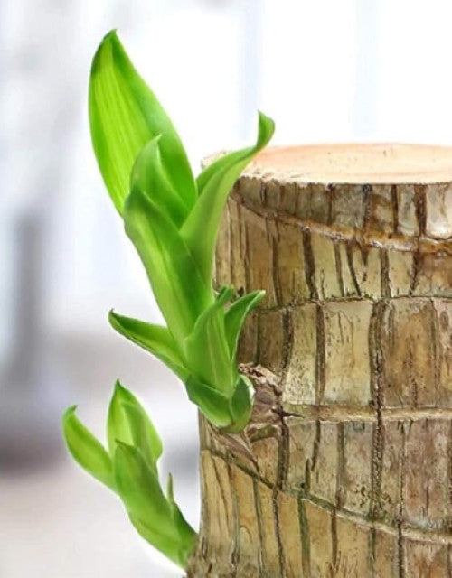 Brazilian Lucky Bamboo Live Plant 🌱