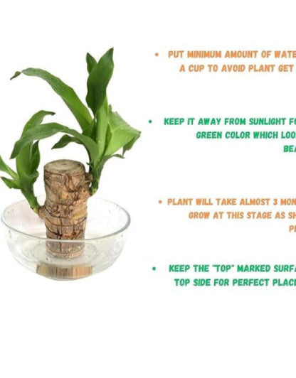Brazilian Lucky Bamboo Live Plant 🌱