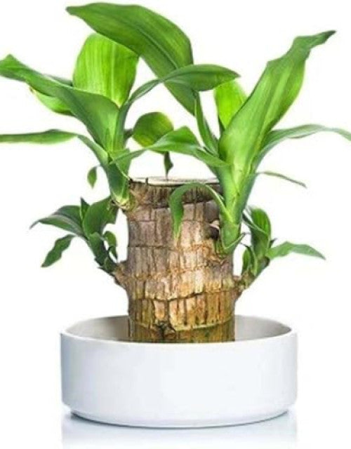 Brazilian Lucky Bamboo Live Plant 🌱
