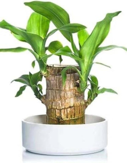 Brazilian Lucky Bamboo Live Plant 🌱